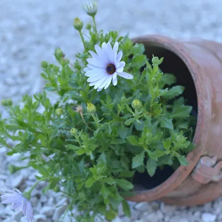 Appartement Casa Sorgente Agioi Douloi